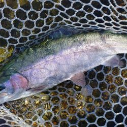 ミノーイングが楽しいフィッシングパーク高島の泉